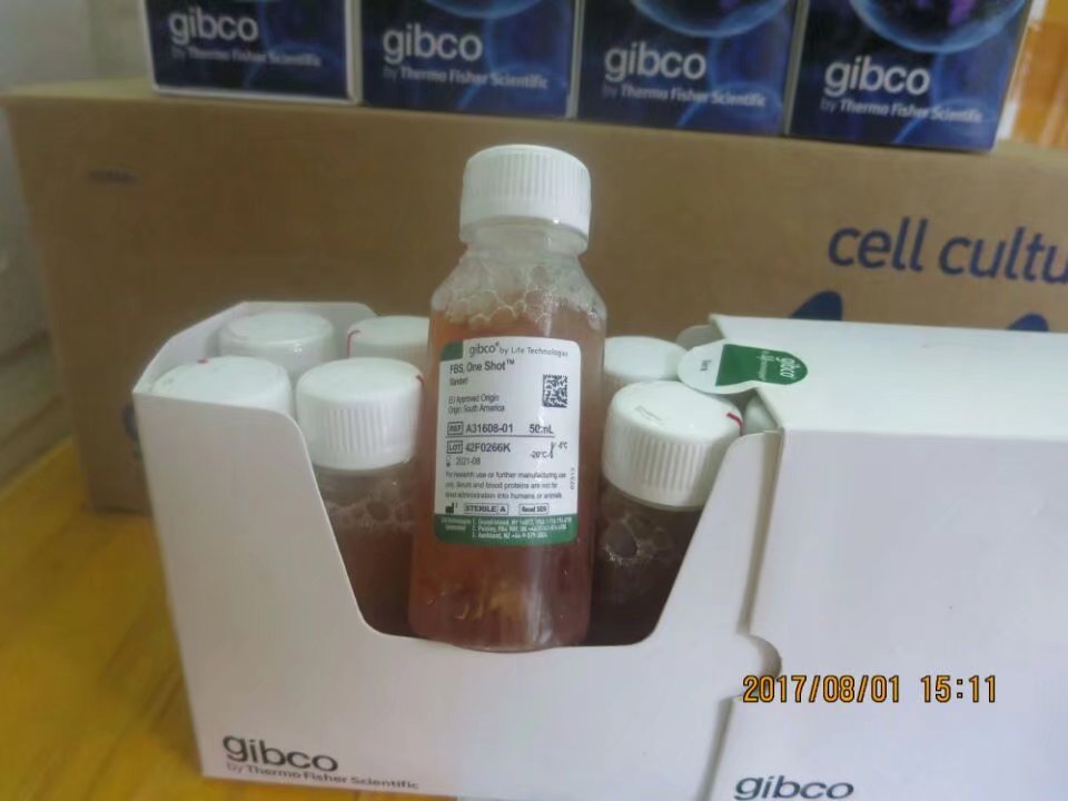 GIBCO南美胎牛血清A31608-02 10x50mL